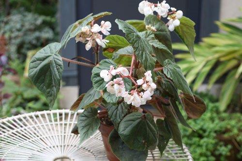 B. haageana